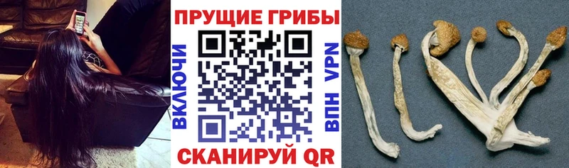 сайты даркнета клад  OMG ссылки  Лабинск  Псилоцибиновые грибы Psilocybine cubensis 